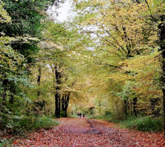 National Trust – Leigh Woods