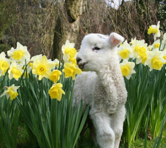 Church Farm – Stow Bardolph