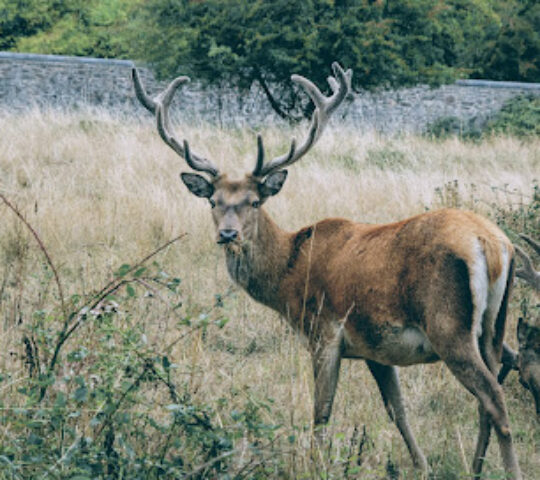 Fallow Deer Park