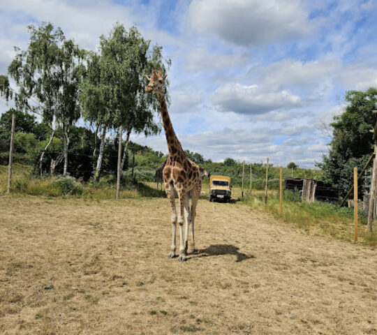 Chessington Zoo