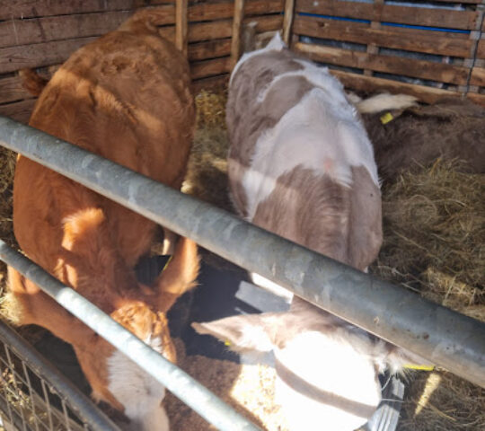 Knotts of Tempsford – Family Farm and Animal Experiences