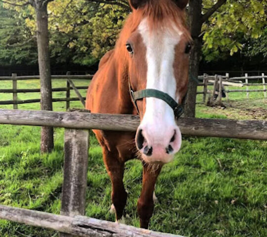 Checkendon Equestrian