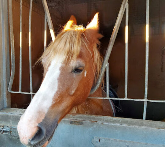 Berkshire Riding Centre