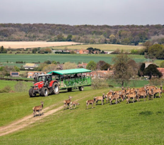 Bucklebury Farm & Deer Safari Park