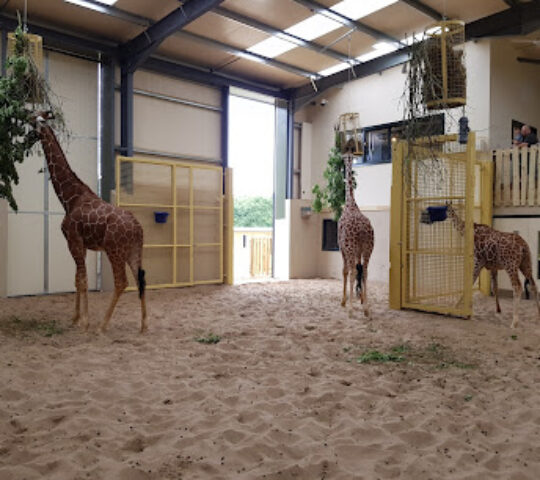 Bristol Zoo Project