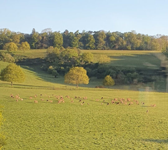 Red Deer Park