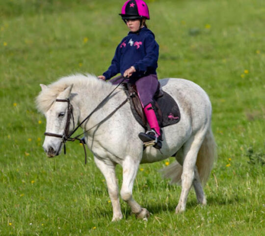 The Spanish Bit Riding School & Livery
