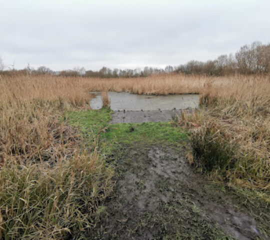 Lawrence Weston Moor