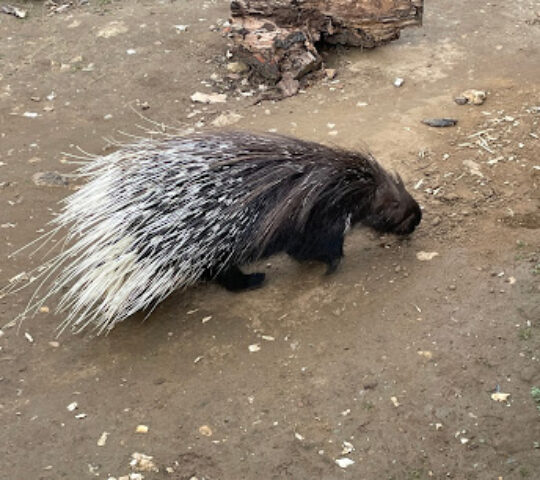 BCA Zoo