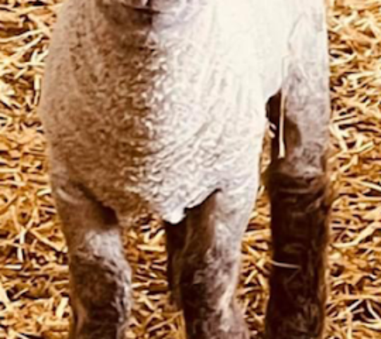 Melbourne Animal Farm