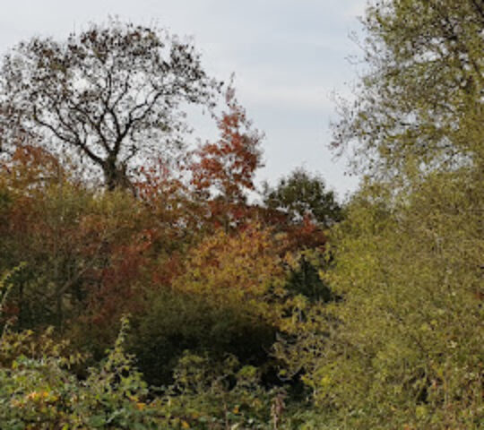 The Willows (Woodland)