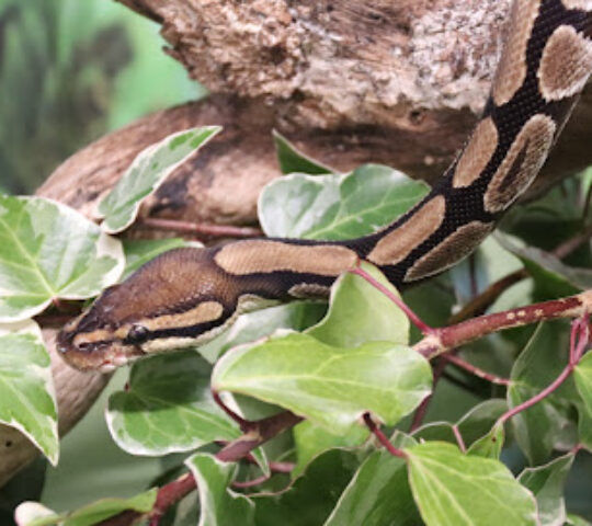 Brambles Animal Encounters