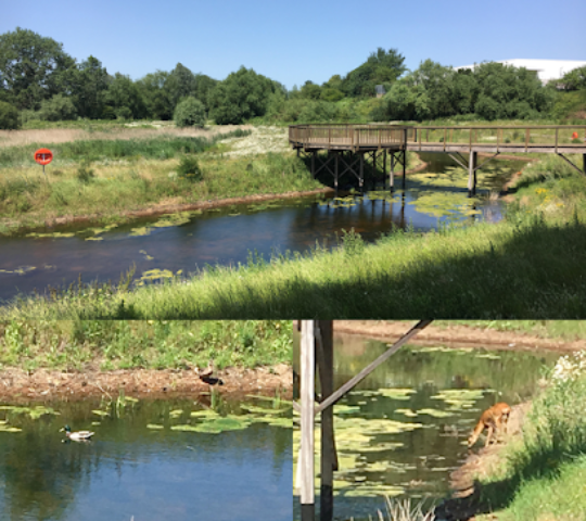 Kennet Island Wildlife Conservation Area