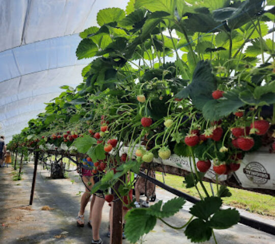 Rutland Water PYO strawberry farm