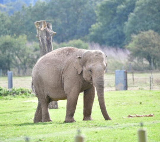Whipsnade Zoo