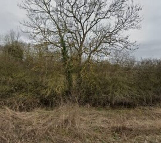 Cribb’s Meadow