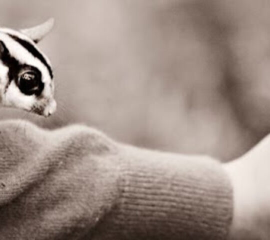 Amazing Animal Encounters