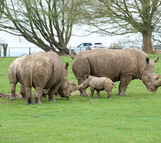 White Rhino- Whipsnade Zoo
