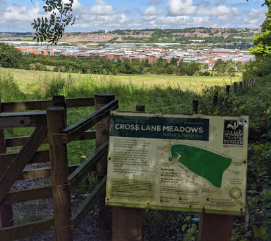 Cross Lane Meadows