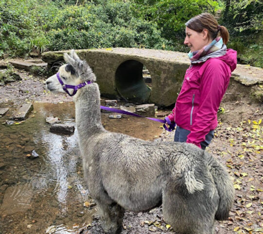 Alpaca and Donkey walking and experiences at Felley Ranch