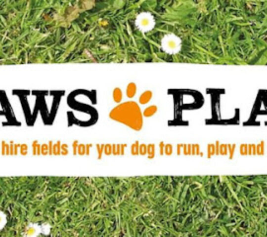 Paws Play