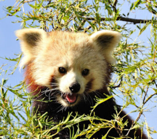 Shepreth Wildlife Park