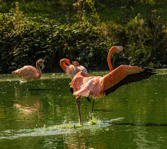 Flamingos- Whipsnade Zoo