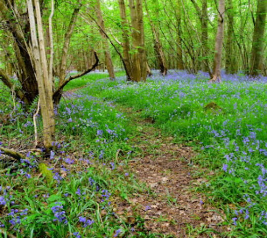 Cawood Common, Bishop Wood