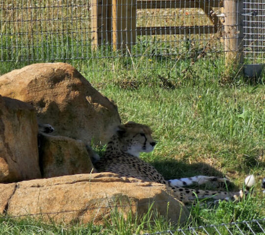 Cheetah Territory