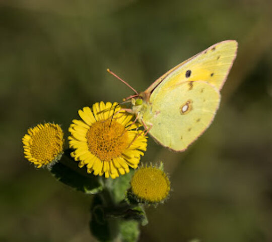 Alners Gorse Butterfly Reserve