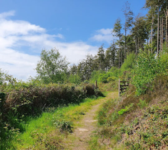 Prideaux Woods Walk