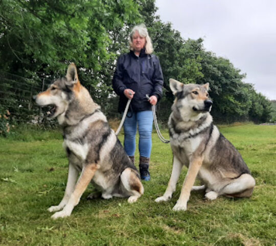 PREDATOR EXPERIENCE/ PARK – Wolf Experience’s