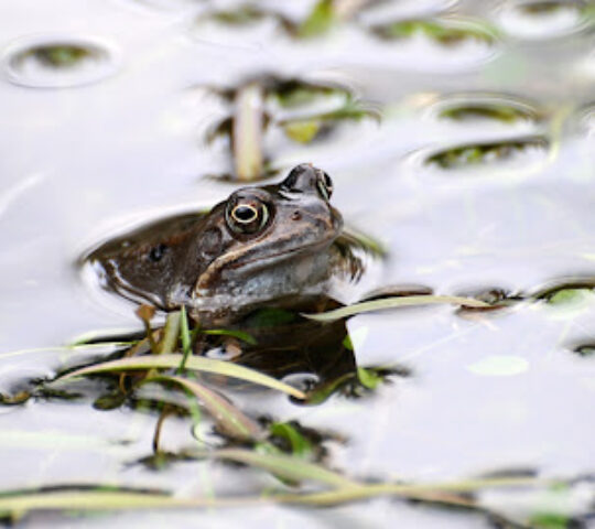 New Forest Reptile Centre