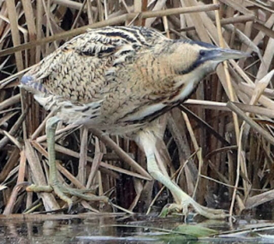 Far Ings National Nature Reserve