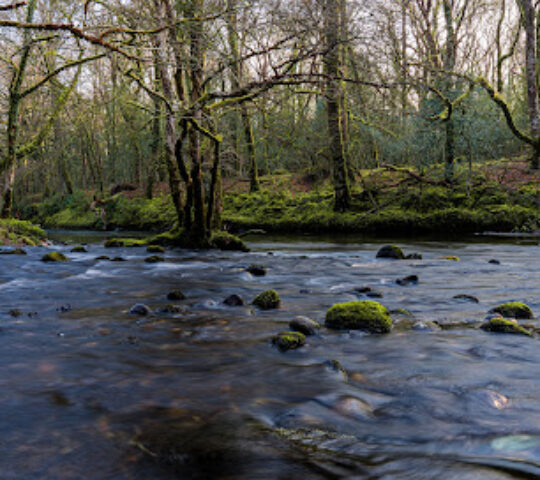 National Trust – Hembury and Holne Woods