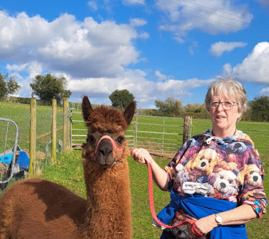 Joe’s Alpaca Walks – North Yorkshire