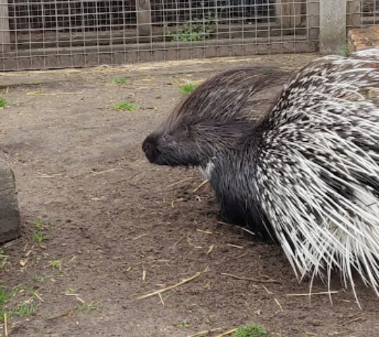 Messingham Zoo
