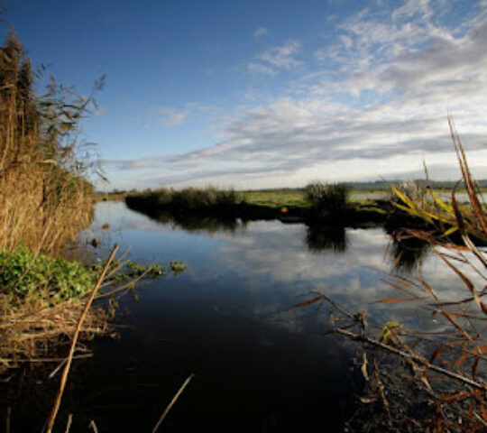 RSPB Exminster and Powderham Marshes