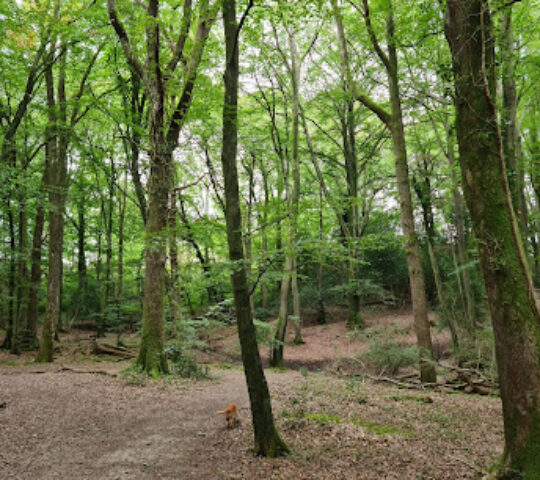 The Mens Nature Reserve, Sussex Wildlife Trust