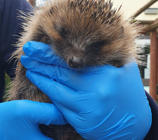 Tiggywinkles Wildlife Hospital