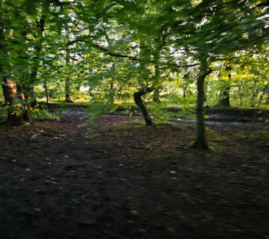 Kingmoor South Nature Reserve