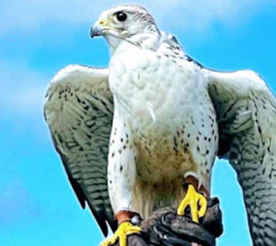 Cornish Birds Of Prey CIC