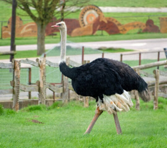 Ostrich- Whipsnade Zoo
