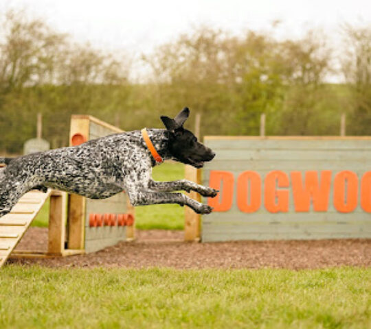Dogwood Adventure Play