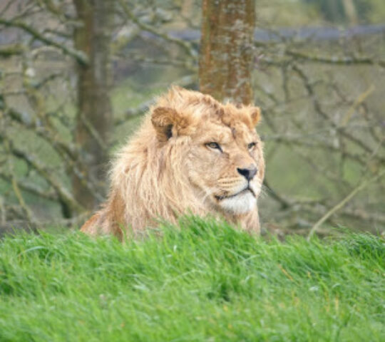 Lions