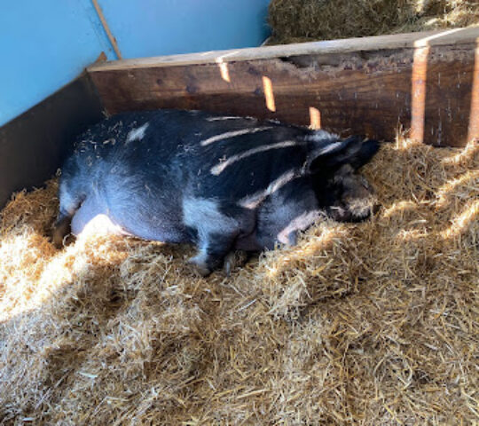 Piggy Farm