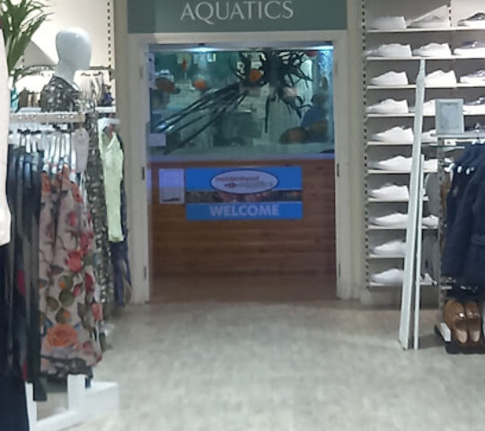 Maidenhead Aquatics Merton