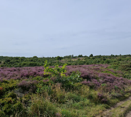 Waldridge Fell Country Park