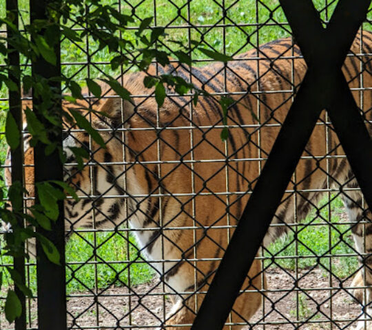 Tiger – Whipsnade Zoo