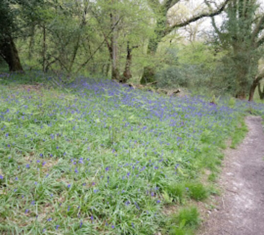 Holyford Woods Local Nature Reserve